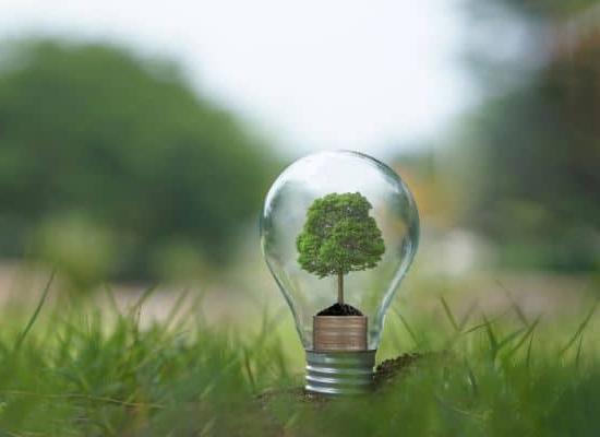 Light bulb with a tree growing in it to symbolize Clean Energy for Maryland Energy Weekend